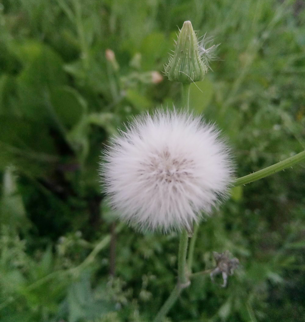蒲公英